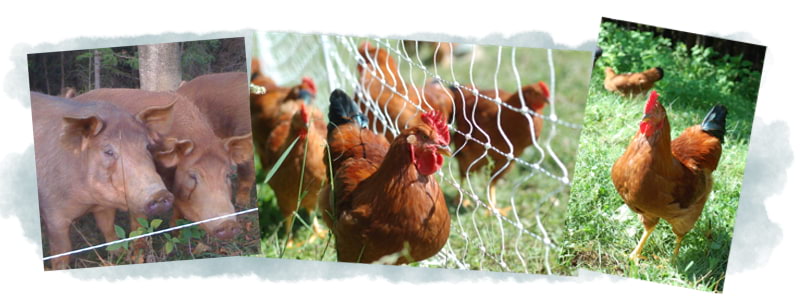 Collage of pigs, chicken flock, hen