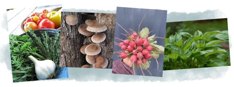 Collage of herbs, mushrooms, radish