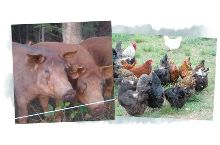 Pastured pigs and chickens